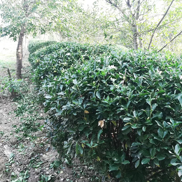 工程案例