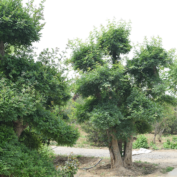 工程案例
