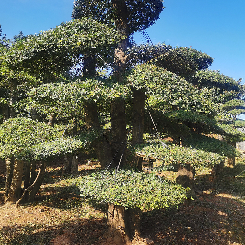 对节白腊