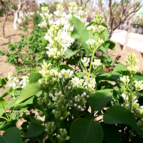丁香