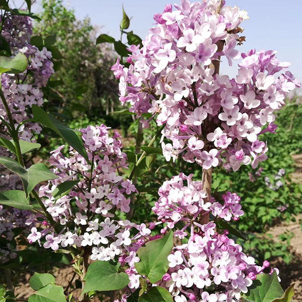 丁香
