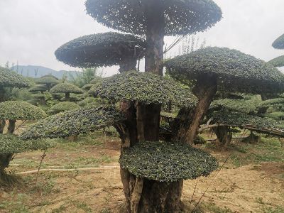 对节白腊