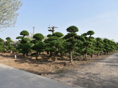 对节白腊