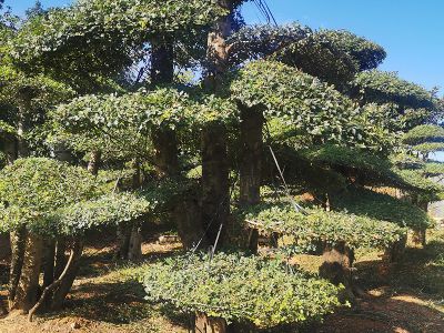对节白腊