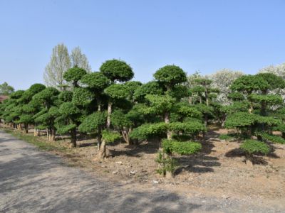 对节白腊
