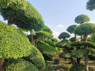 对节白腊