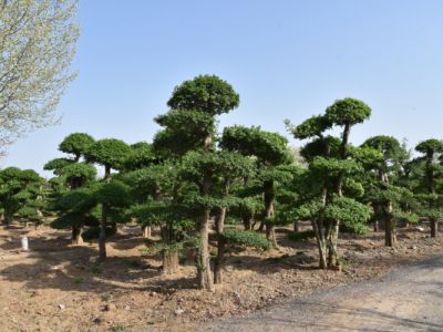 对节白腊