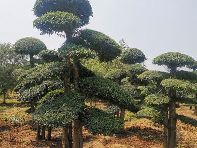 对节白腊