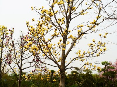 黄玉兰