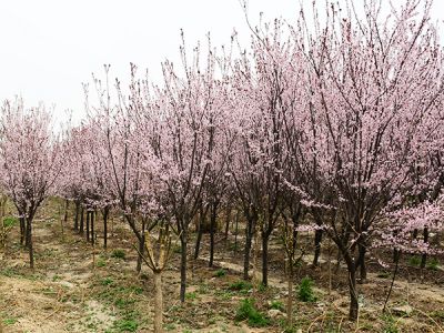 紫叶李