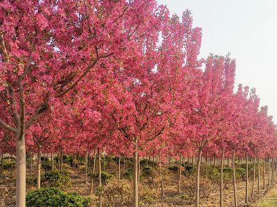 绚丽海棠