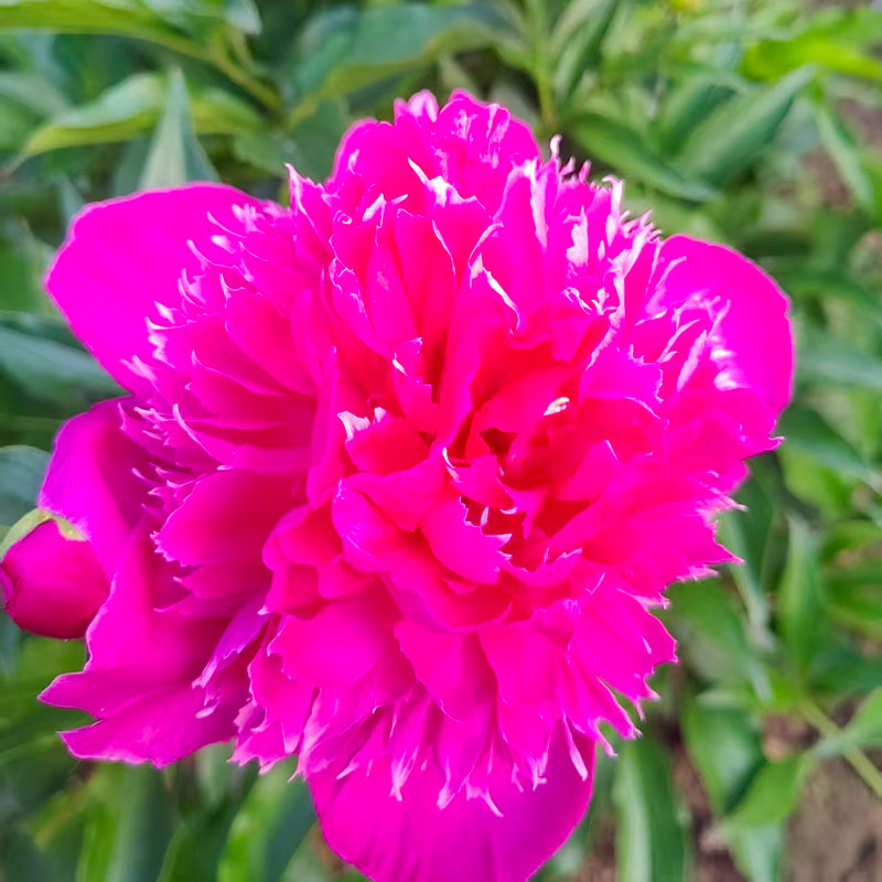 芍药