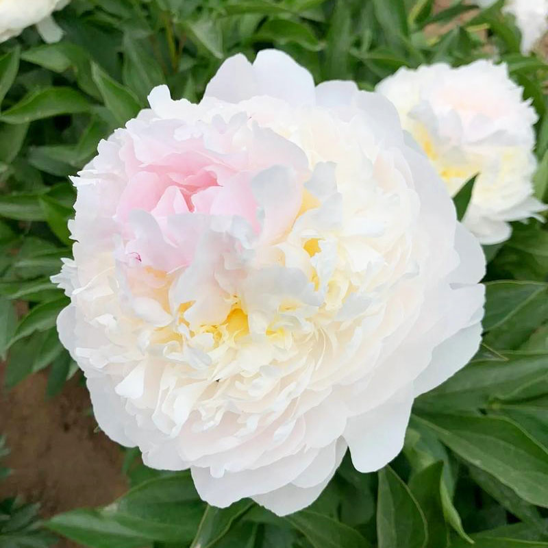 芍药
