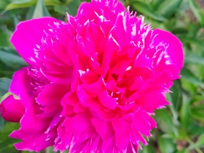 芍药