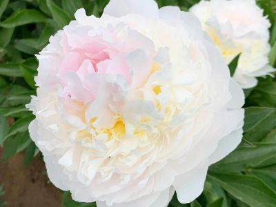芍药